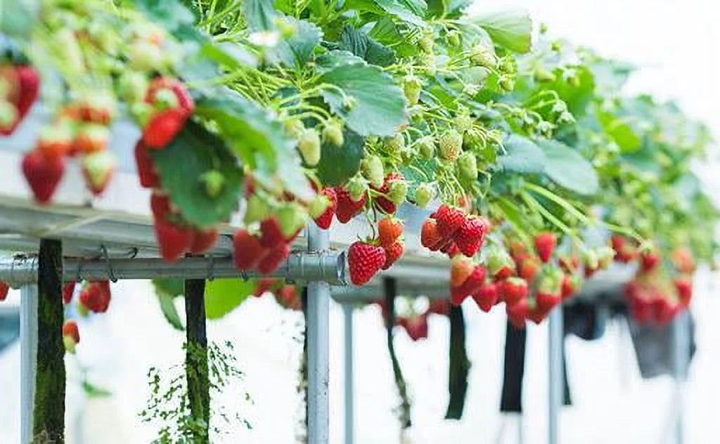 Everbearing 100 Strawberry Andreas NON Live GMO, San Plants,