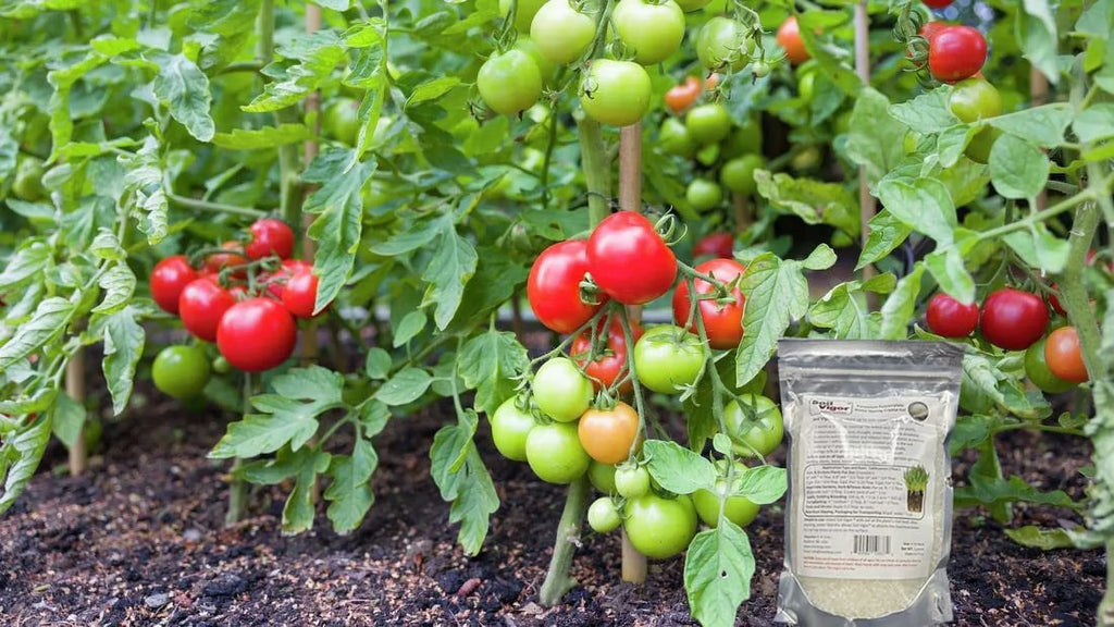 and 45 Pounds Keep Polyacrylate Soil Plant Potassium Regulate for The Moisture ph of