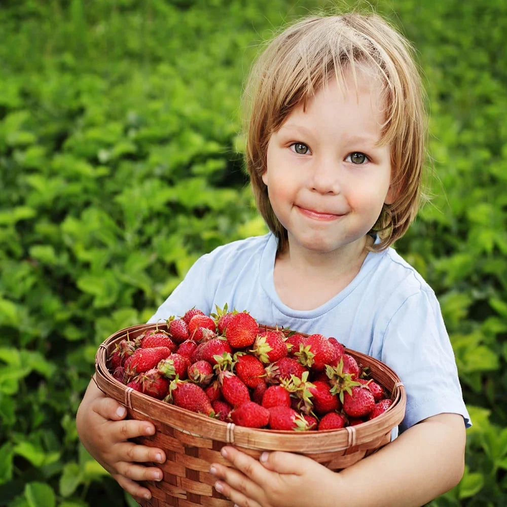 Everbearing 100 Strawberry Andreas NON Live GMO, San Plants,