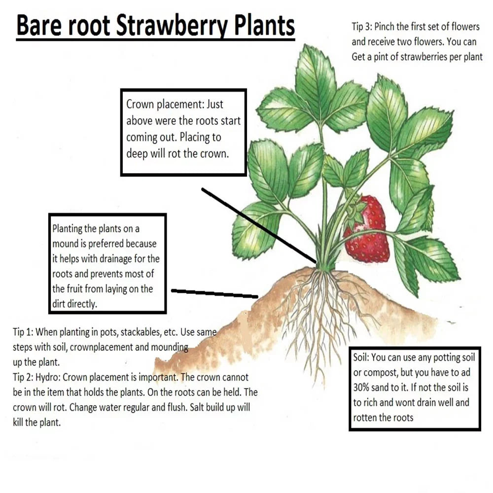 Everbearing 100 Strawberry Andreas NON Live GMO, San Plants,