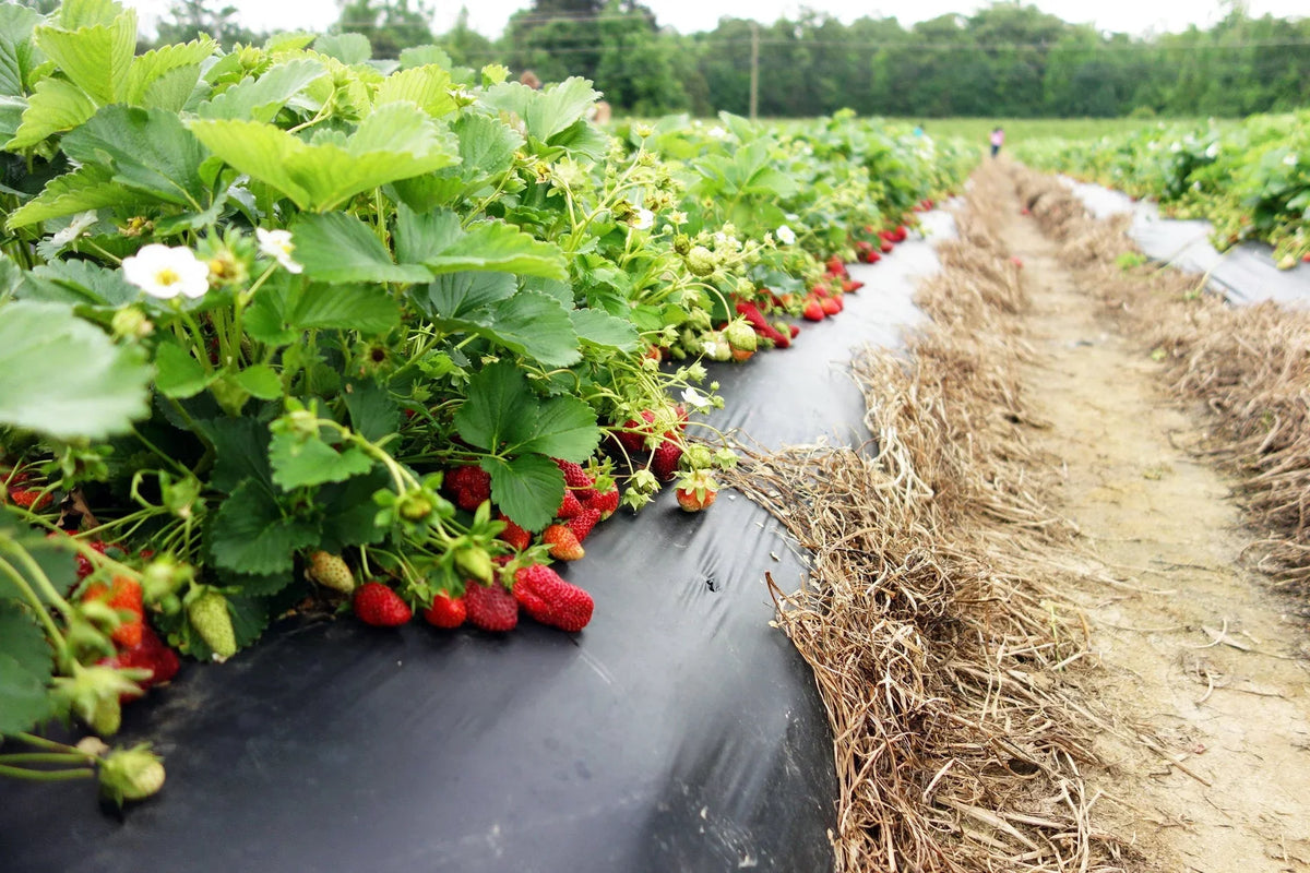 Everbearing 100 Strawberry Andreas NON Live GMO, San Plants,