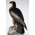 '- Print 18 Sea American James Audubon American Poster Eagle John x Great 1785-1851 24 in.