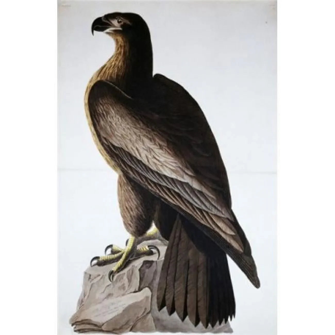 '- Print 18 Sea American James Audubon American Poster Eagle John x Great 1785-1851 24 in.