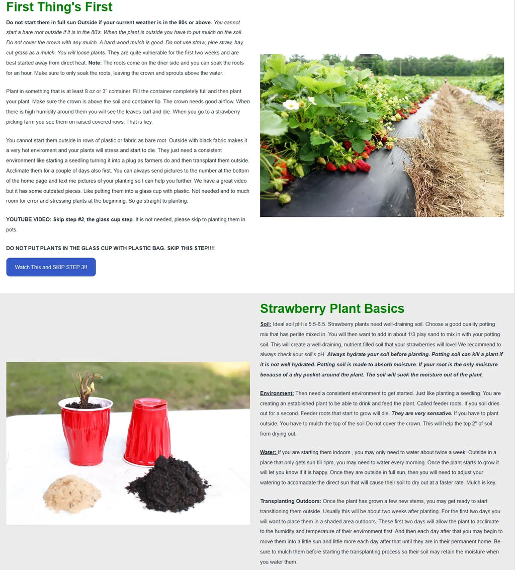 Everbearing 100 Strawberry Andreas NON Live GMO, San Plants,