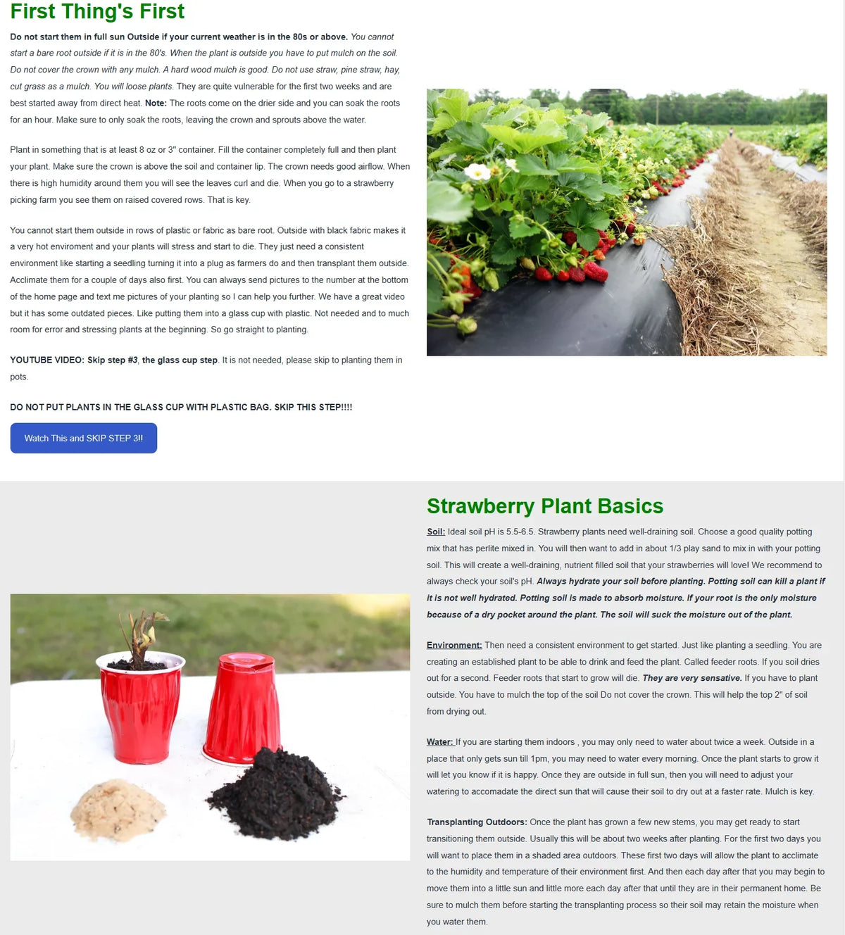 Everbearing 100 Strawberry Andreas NON Live GMO, San Plants,