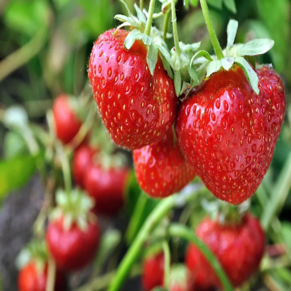 Everbearing 100 Strawberry Andreas NON Live GMO, San Plants,